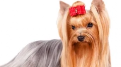 Кучиња кои не можат да одат - 8 раси, удобно за окупираните луѓе